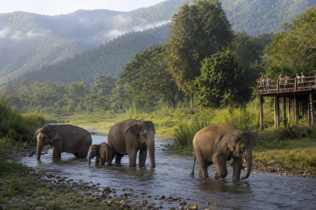 elephant nature park things to do in chiang mai hotel guide – Ratilanna Nimman Hotel